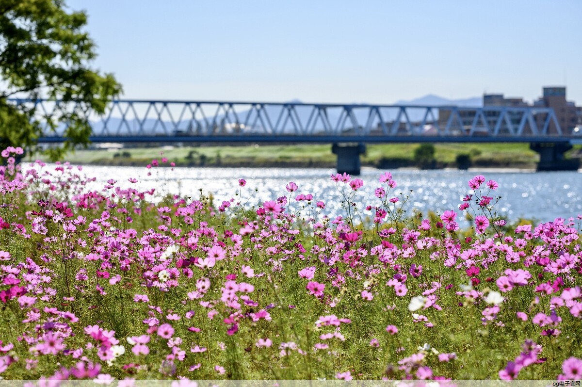 春秋服饰图片(春秋服装款式图)